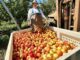 Prevedelli Farms