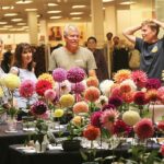 Image for display with article titled Blooms in focus at annual Monterey Bay Dahlia Society show