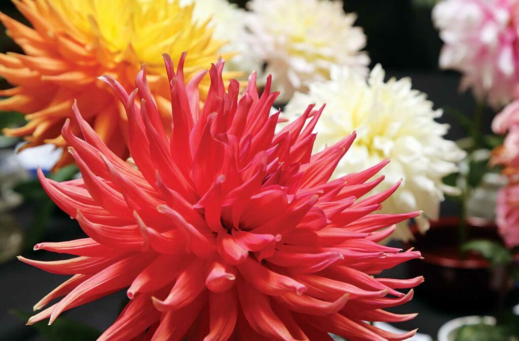 monterey bay dahlia society show capitola mall