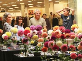 monterey bay dahlia society show capitola mall