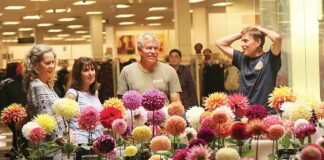 monterey bay dahlia society show capitola mall