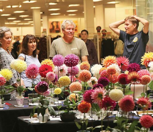 monterey bay dahlia society show capitola mall