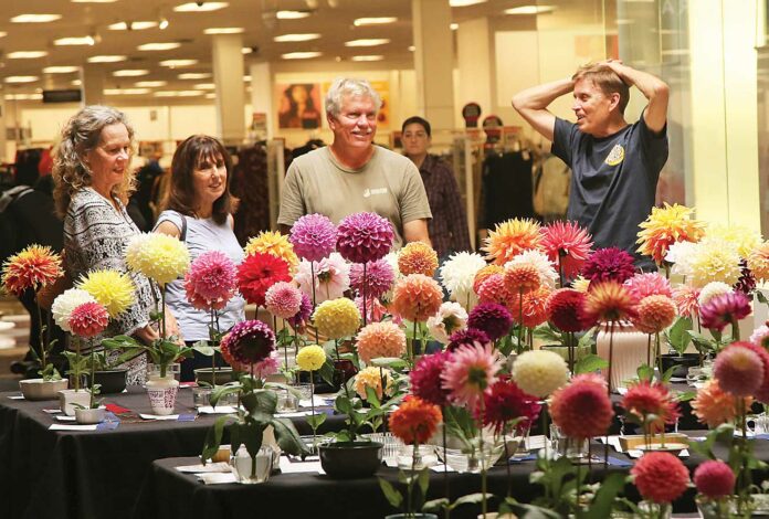 monterey bay dahlia society show capitola mall