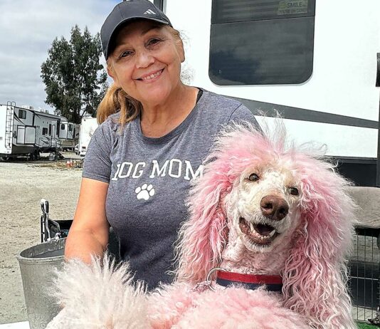 Isabel Abuhadba Cartoon Poodles santa cruz county fair