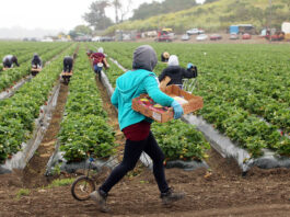 Strawberry remains king in 2022 crop report