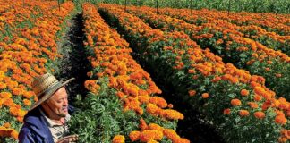 marigolds hall road farm
