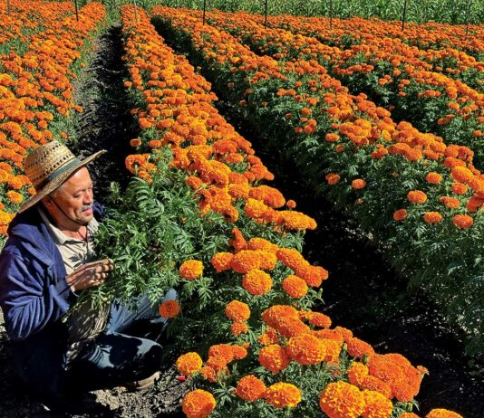 Activities lined up for Dia de Muertos celebration marigolds hall road farm
