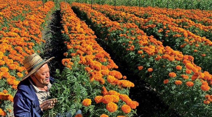 marigolds hall road farm