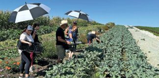 open farm tour esperanza community farms