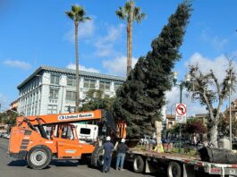watsonville plaza sequoia tree holiday