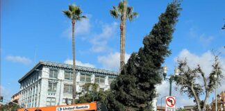 watsonville plaza sequoia tree holiday
