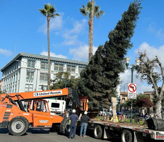 watsonville plaza sequoia tree holiday