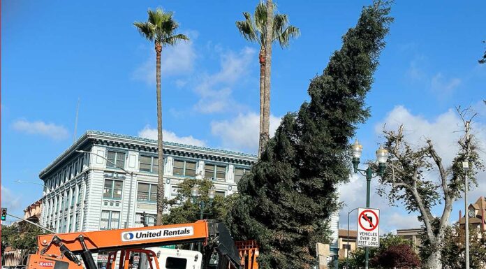 watsonville plaza sequoia tree holiday