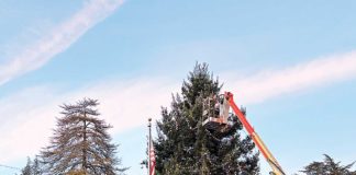 corralitos tree decorating