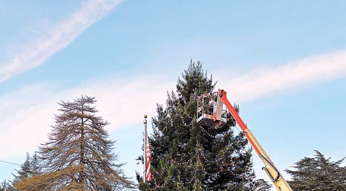 corralitos tree decorating