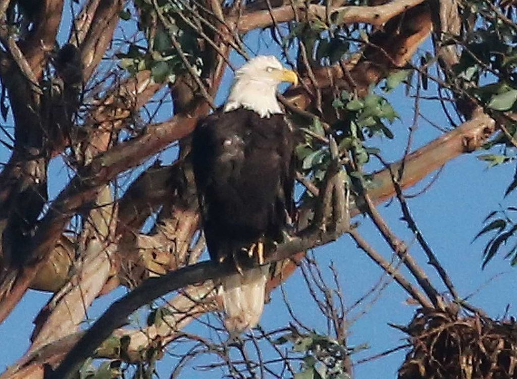 Image for display with article titled PHOTO: Bald eagle takes perch in Santa Cruz