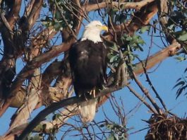 bald eagle twin lakes santa cruz