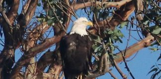 bald eagle twin lakes santa cruz