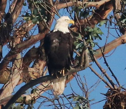 bald eagle twin lakes santa cruz