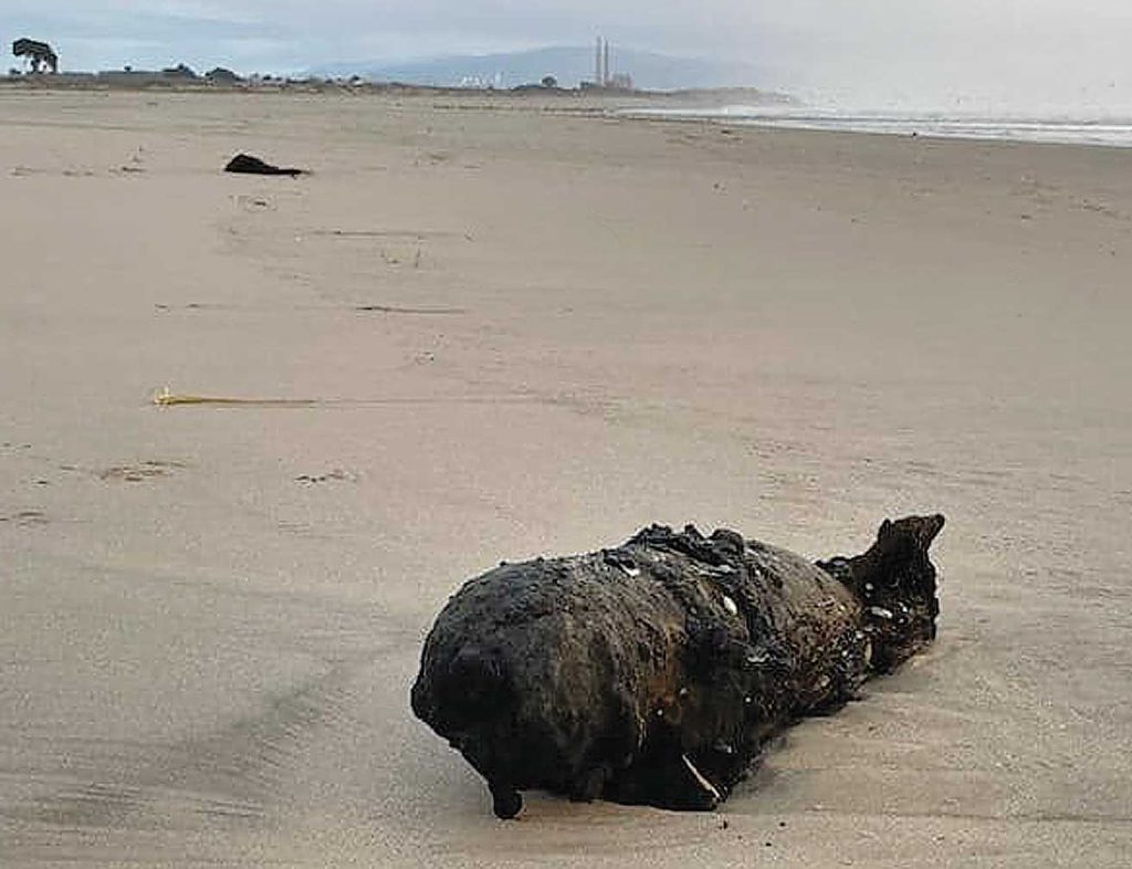 Image for display with article titled PHOTO: Bomb washes ashore at Pajaro Dunes