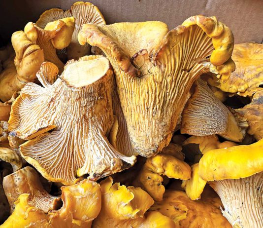 Chanterelle mushrooms