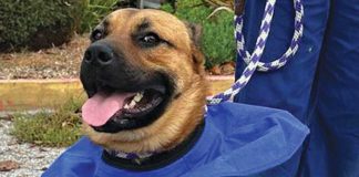 oso dog santa cruz county animal shelter adoption