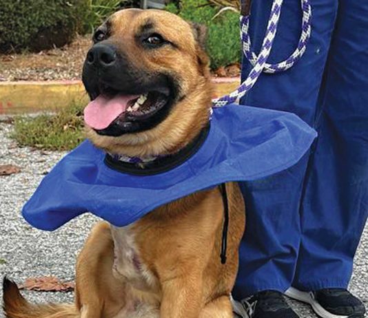 oso dog santa cruz county animal shelter adoption