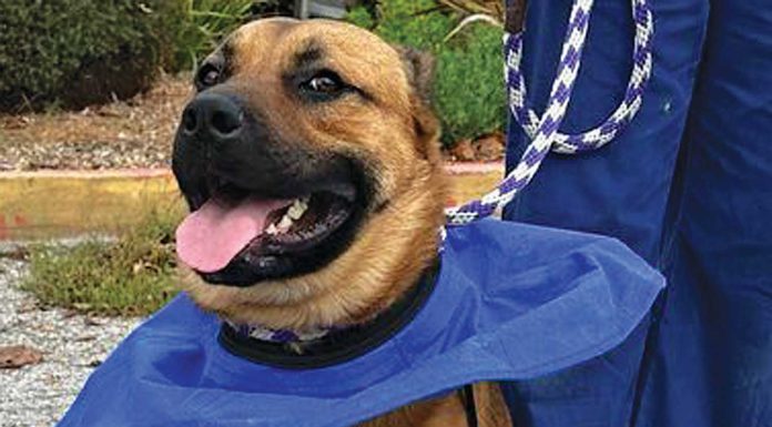 oso dog santa cruz county animal shelter adoption