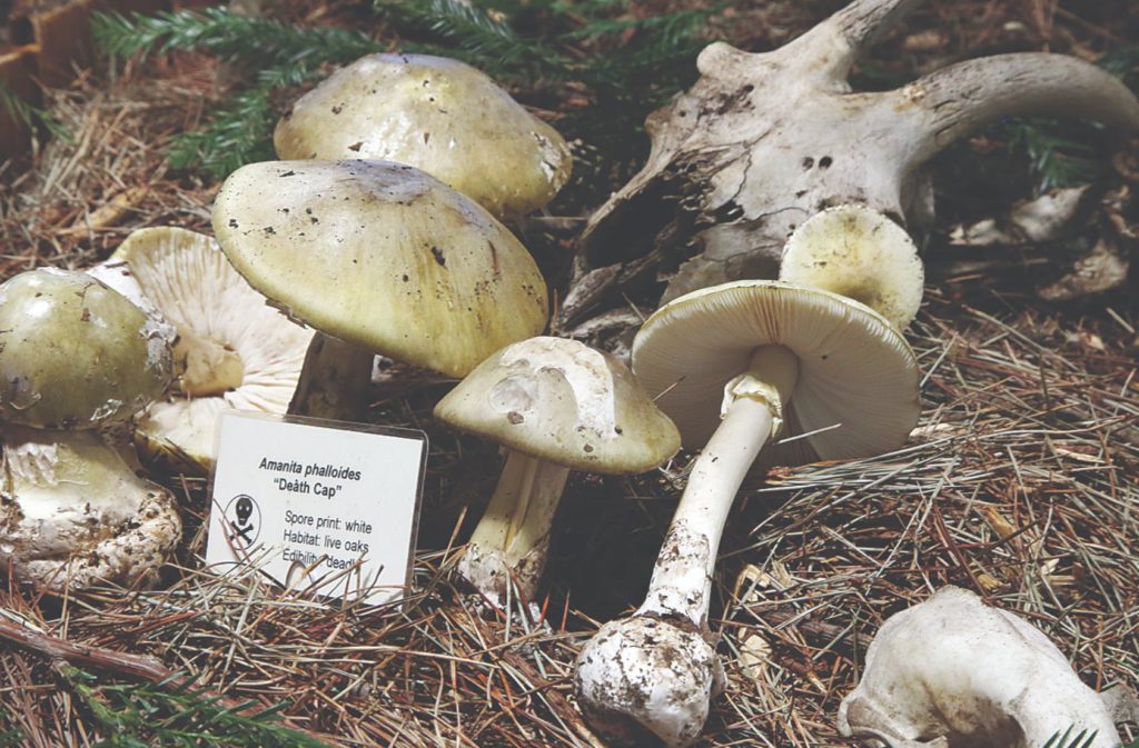 Image for display with article titled Fungus Fair continues through weekend in Santa Cruz