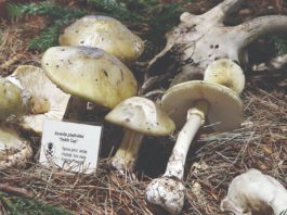 santa cruz fungus fair