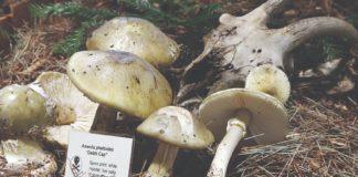 santa cruz fungus fair