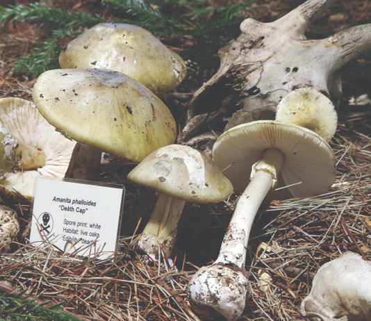 santa cruz fungus fair