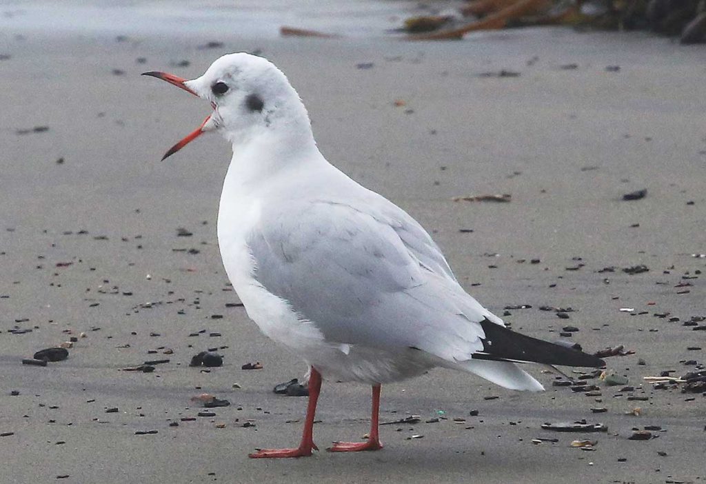 Image for display with article titled Rare bird is big draw at Rio Del Mar beach