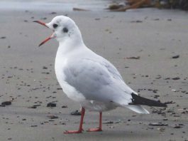 black-headed gull rio del mar state beach