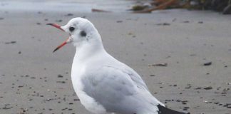 black-headed gull rio del mar state beach