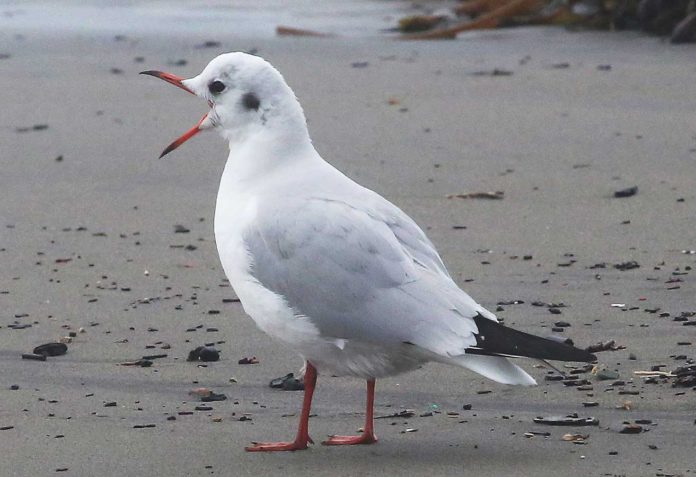 black-headed gull rio del mar state beach