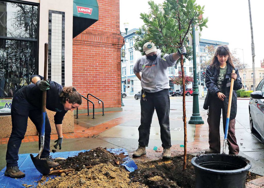 Image for display with article titled Trees planted in downtown Watsonville