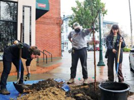 downtown watsonville tree planting