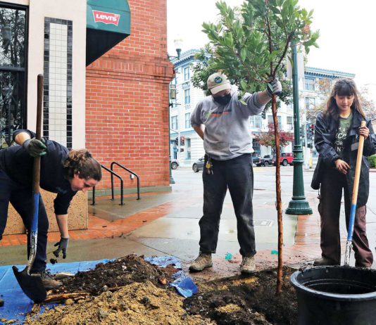 Trees planted in downtown Watsonville downtown watsonville tree planting
