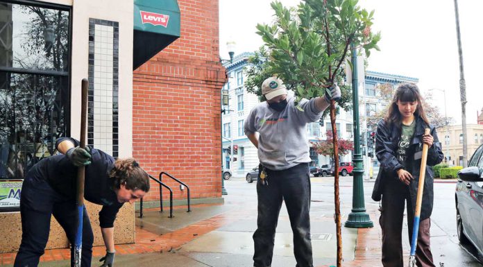 downtown watsonville tree planting