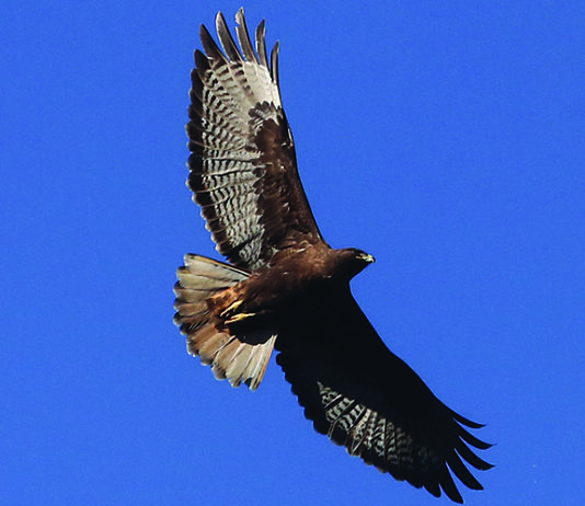 April 6 2024 Edition