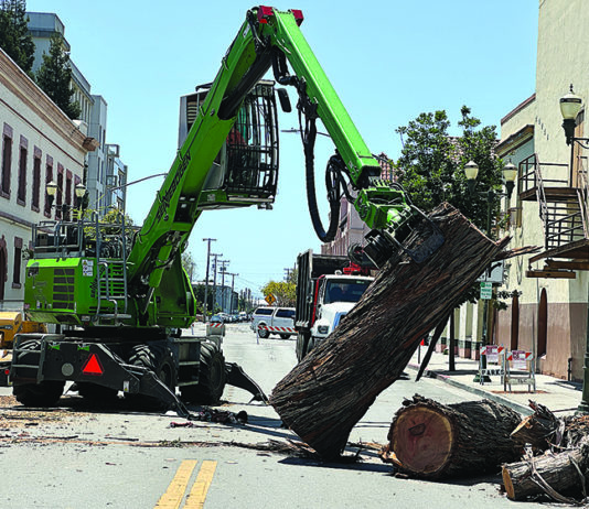 Photo story: large tree removed