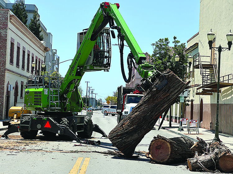 Image for display with article titled Photo Story: Large Tree Removed