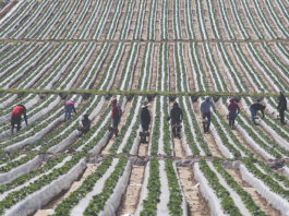 Watsonville City Council, Monterey County Supervisors signal support for immigrants