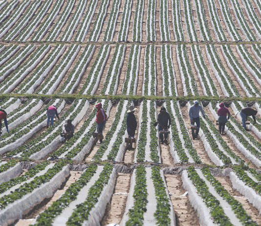 Watsonville City Council, Monterey County Supervisors signal support for immigrants