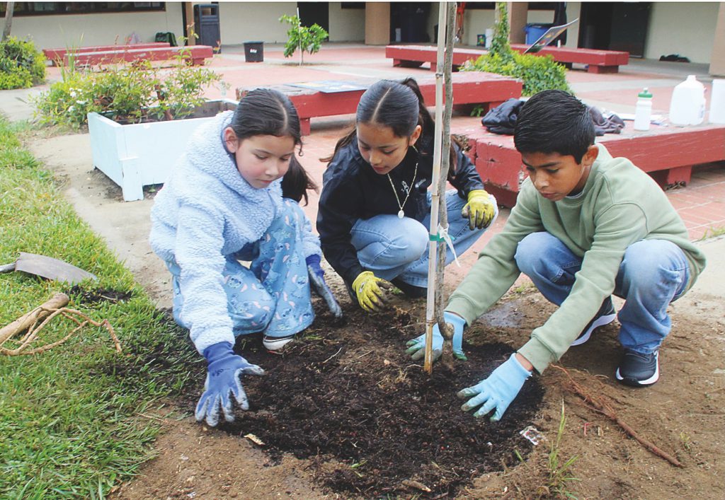 Image for display with article titled Growing Ideas: Ohlone Students Complete Environmental Science Project
