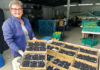 Woman holding a flat of berries in a berry warehouse