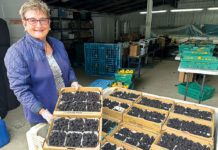 Woman holding a flat of berries in a berry warehouse