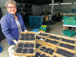 Woman holding a flat of berries in a berry warehouse