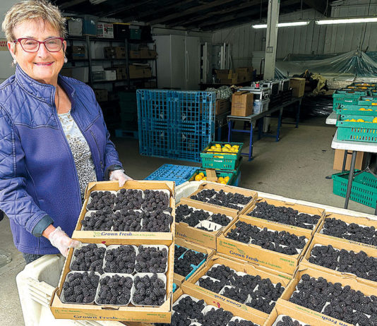 Woman holding a flat of berries in a berry warehouse